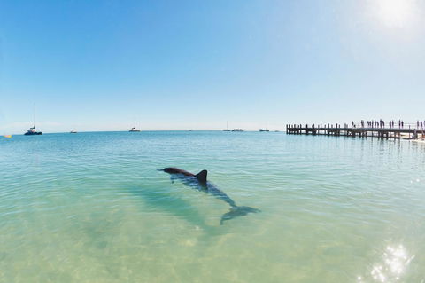 RAC Monkey Mia Dolphin Resort - Accommodation Directory 1