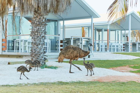 RAC Monkey Mia Dolphin Resort - Accommodation Directory 15