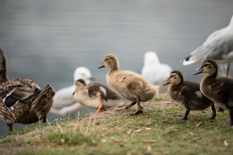 Wrest Point - Accommodation Directory 8