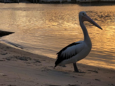 Pelican Cove Apartments - Accommodation Directory 1