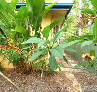 Rainforest Cottage Cairns - Accommodation Directory