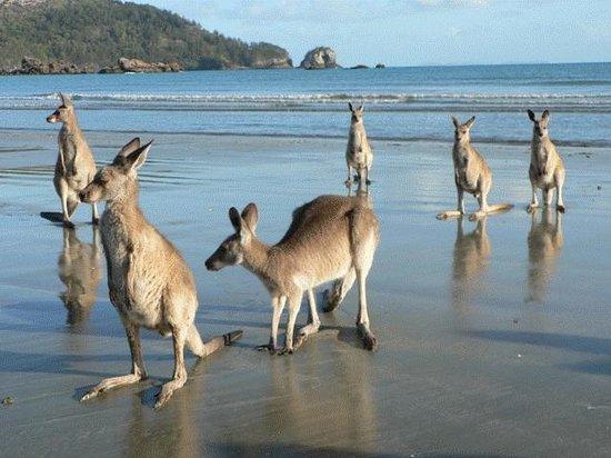 Daydream Island QLD Accommodation Directory