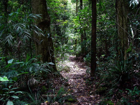 Springbrook Lyrebird Retreat - Accommodation Directory 0