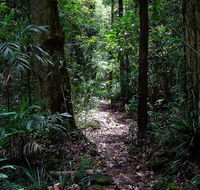 Springbrook Lyrebird Retreat - Accommodation Directory
