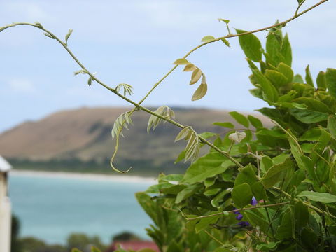 Ellie\'s Cottages - Accommodation Directory 3