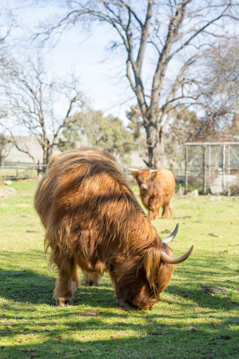Ratho Farm - Accommodation Directory 4