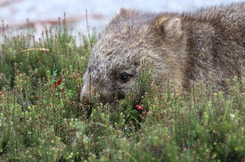 Cradle Mountain Wilderness Village - Accommodation Directory 32