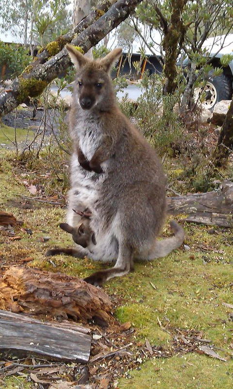 Cradle Mountain Wilderness Village - Accommodation Directory 33