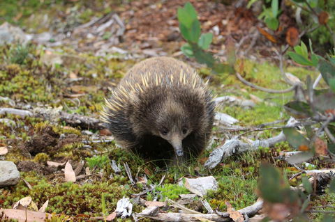 Cradle Mountain Wilderness Village - Accommodation Directory 34