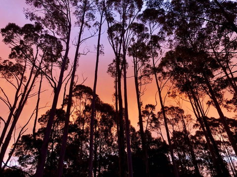 Lemonthyme Wilderness Retreat - Accommodation Directory 8