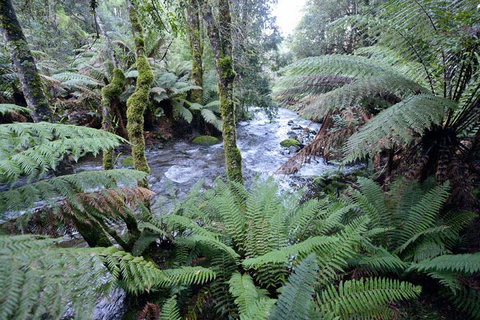Lemonthyme Wilderness Retreat - Accommodation Directory 21