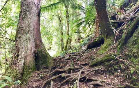Lemonthyme Wilderness Retreat - Accommodation Directory 23