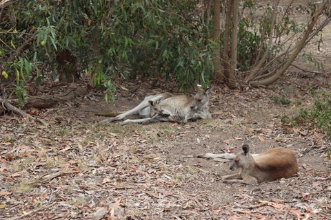 Great Ocean Road Resort - Accommodation Directory 17