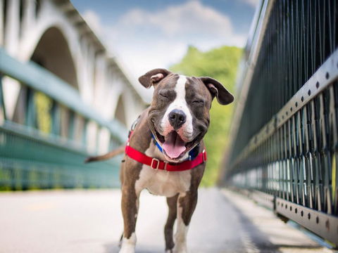 Boutique Stays Sandyside- Sandringham Villa Units - Accommodation Directory 7