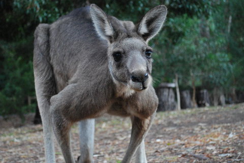 Gariwerd Motel - Accommodation Directory 5