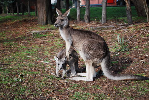 Gariwerd Motel - Accommodation Directory 16