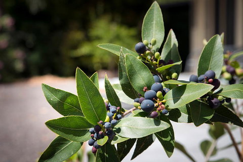 Gariwerd Motel - Accommodation Directory 23