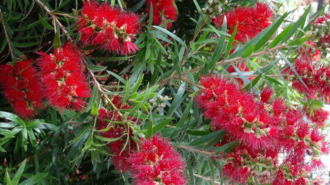 Gariwerd Motel - Accommodation Directory 22