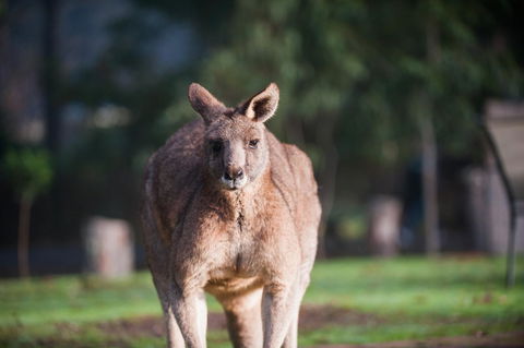 Gariwerd Motel - Accommodation Directory 9