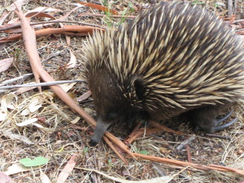 Gariwerd Motel - Accommodation Directory 10