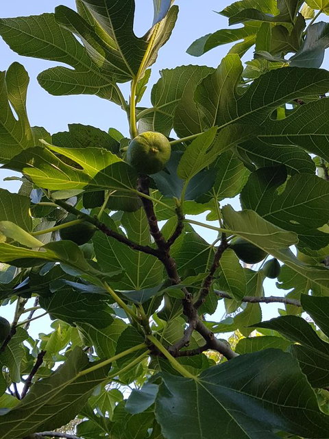 Healesville House - Fig Tree House - Accommodation Directory 19