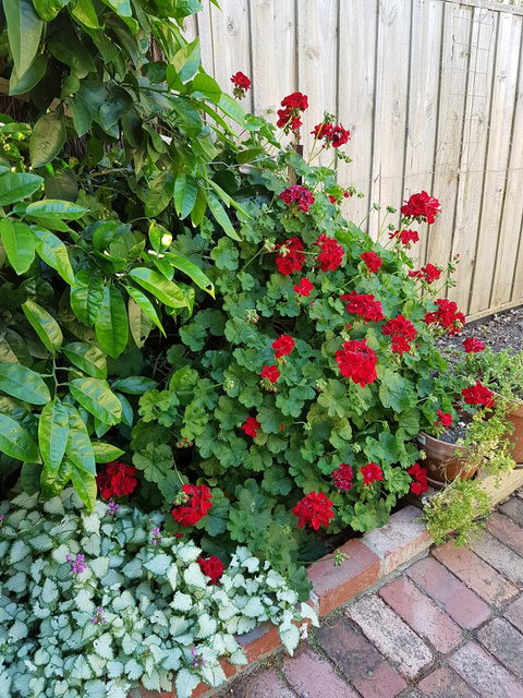 Healesville House - Fig Tree House - Accommodation Directory 18