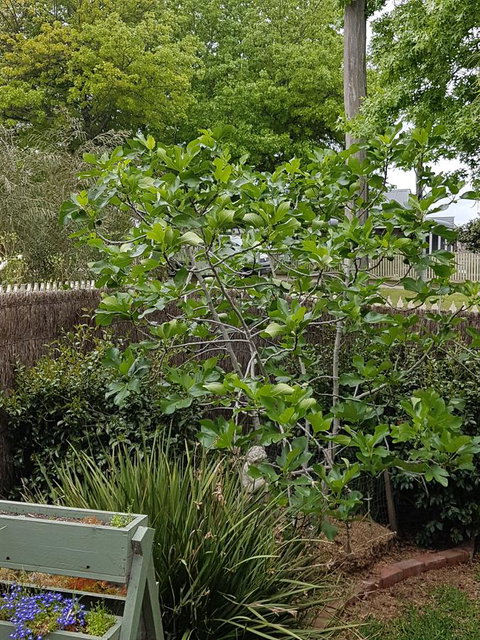 Healesville House - Fig Tree House - Accommodation Directory 20