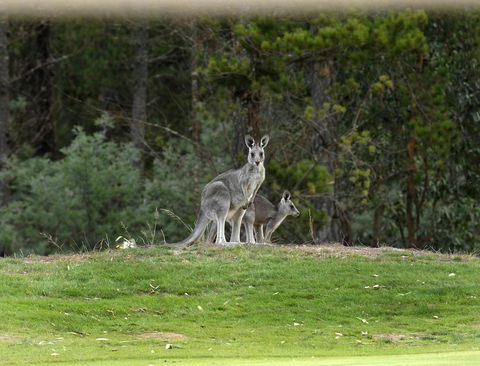 RACV Goldfields Resort - Accommodation Directory 20