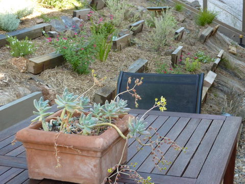 Saje\'s House & Pod - Accommodation Directory 12
