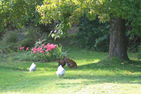 Strathmore Farm B&B - Accommodation Directory 23