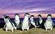 Stunning Waterfront Only 10 Minutes To Phillip Island - FREE EV UNIT 7kW For Electric Cars - Pet Friendly, Fireplace FREE WIFI Wine & Chocolates - thumb 9
