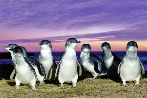 Stunning Waterfront Only 10 Minutes To Phillip Island - FREE EV UNIT 7kW For Electric Cars - Pet Friendly, Fireplace FREE WIFI Wine & Chocolates - Accommodation Directory 9