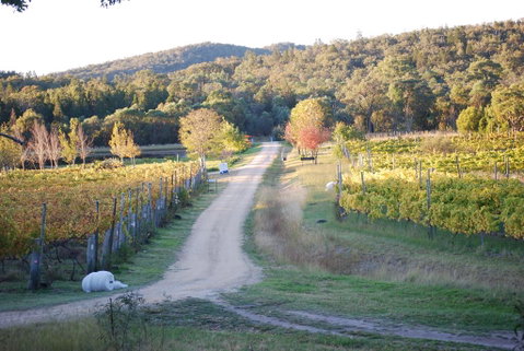 Twisted Gum Vineyard Cottage - Accommodation Directory 1