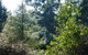 Alpine Aspects - thumb 8