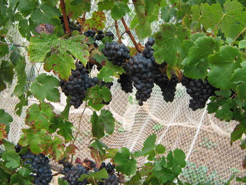 Waybourne- Vineyard And Winery - Accommodation Directory 8