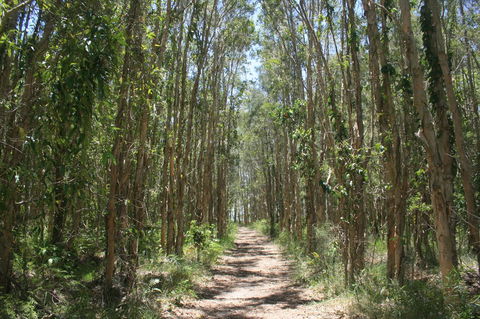 Lake Weyba Noosa Lodge & Kangaroos - Accommodation Directory 39