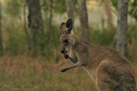 Lake Weyba Noosa Lodge & Kangaroos - Accommodation Directory 43