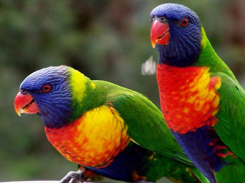 Lake Weyba Noosa Lodge & Kangaroos - Accommodation Directory 12