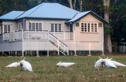 Lake Weyba Noosa Lodge & Kangaroos - Accommodation Directory 20