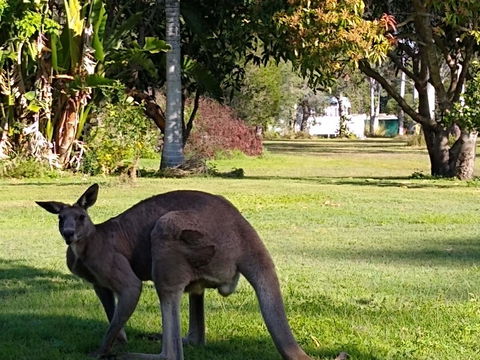 Lake Weyba Noosa Lodge & Kangaroos - Accommodation Directory 24
