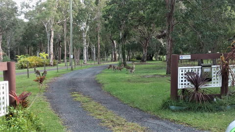 Lake Weyba Noosa Lodge & Kangaroos - Accommodation Directory 42