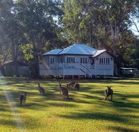 Lake Weyba Noosa Lodge  Kangaroos - Accommodation Directory