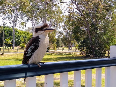 Lake Weyba Noosa Lodge & Kangaroos - Accommodation Directory 18