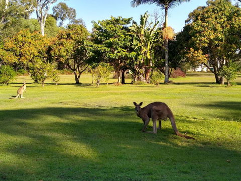 Lake Weyba Noosa Lodge & Kangaroos - Accommodation Directory 8