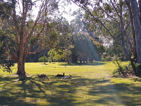 Lake Weyba Noosa Lodge & Kangaroos - Accommodation Directory 4