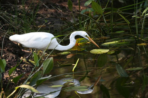Lake Weyba Noosa Lodge & Kangaroos - Accommodation Directory 33