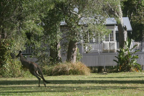 Lake Weyba Noosa Lodge & Kangaroos - Accommodation Directory 31