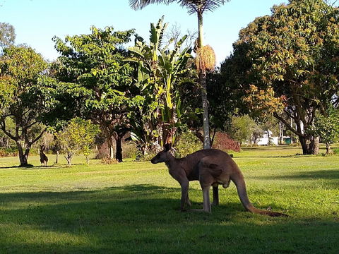 Lake Weyba Noosa Lodge & Kangaroos - Accommodation Directory 35