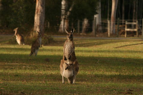 Lake Weyba Noosa Lodge & Kangaroos - Accommodation Directory 16