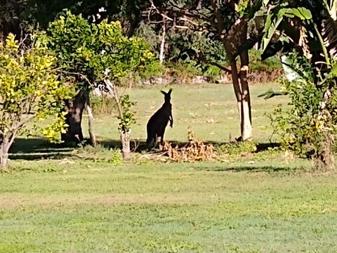 Lake Weyba Noosa Lodge & Kangaroos - Accommodation Directory 29